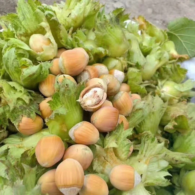 自家东北新鲜大榛子原味青皮水仁水薄皮东北水仁大坚果特产达维