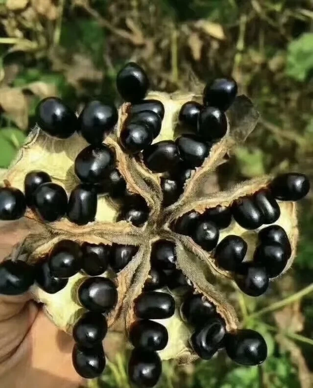 优质凤丹 油用牡丹产量高含量高