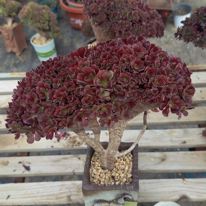 梅花特特特特特06