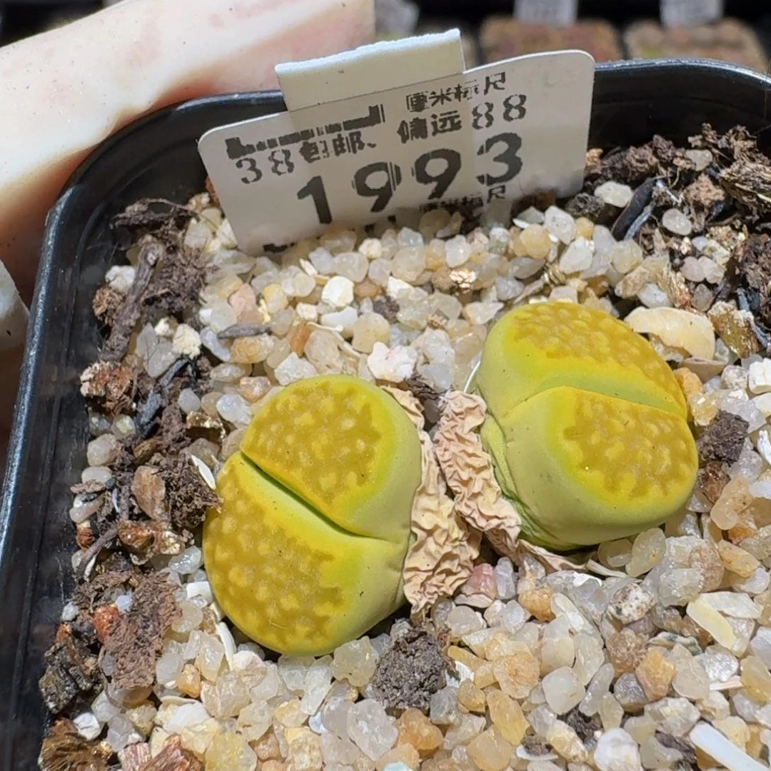 Ssss精品生石花1993