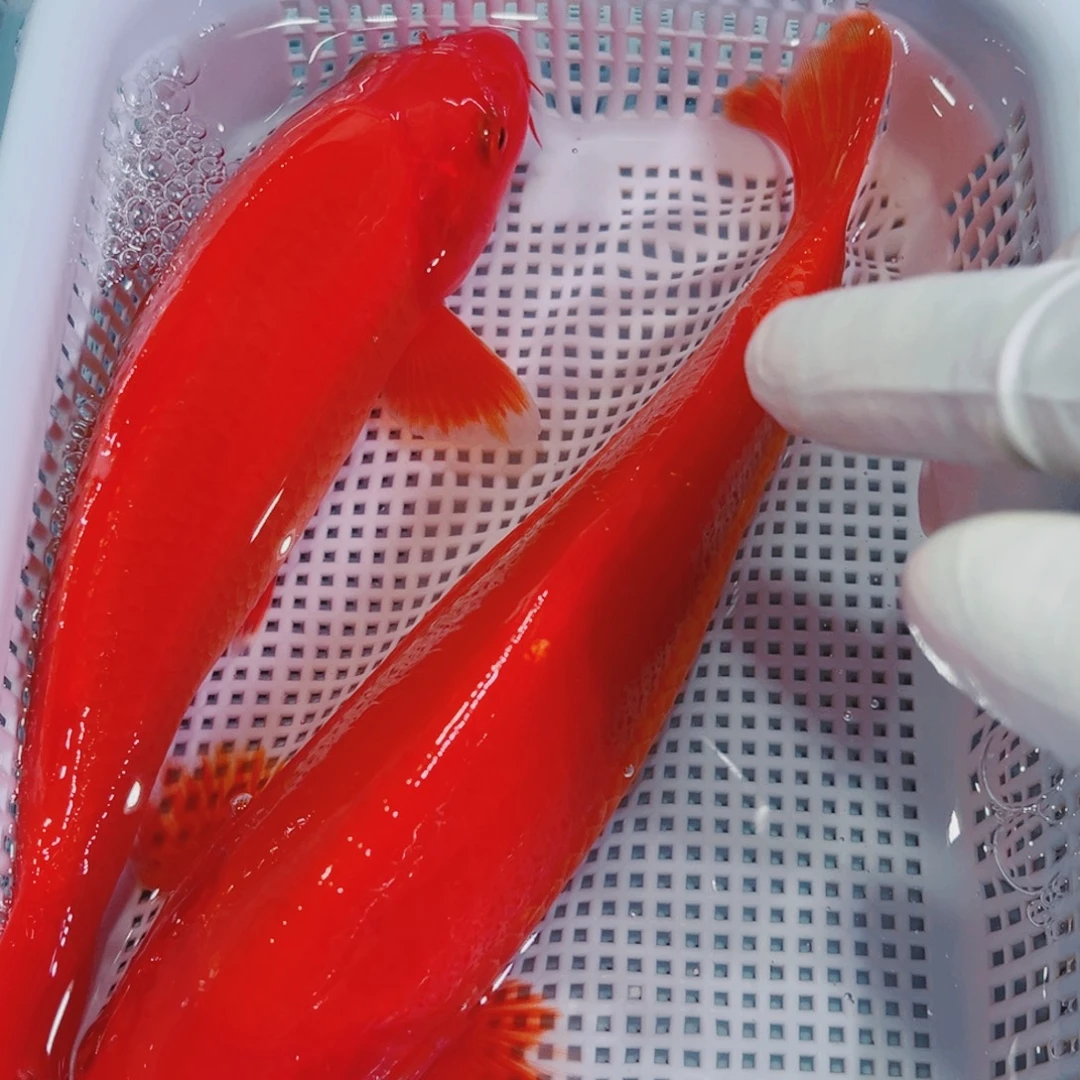 锦鲤锦鲤冷水鱼观赏