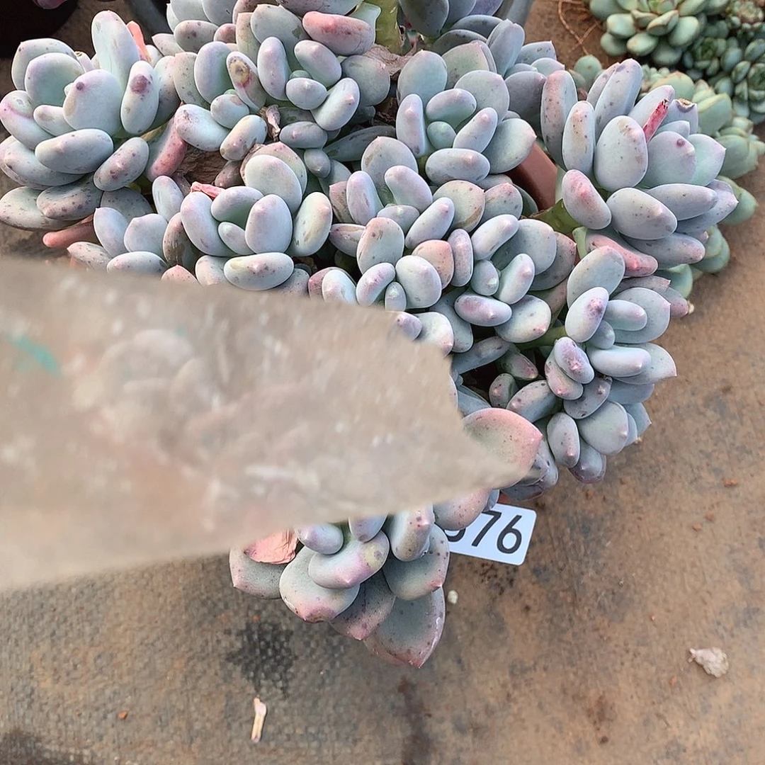 876咖啡美人 一物一拍多肉