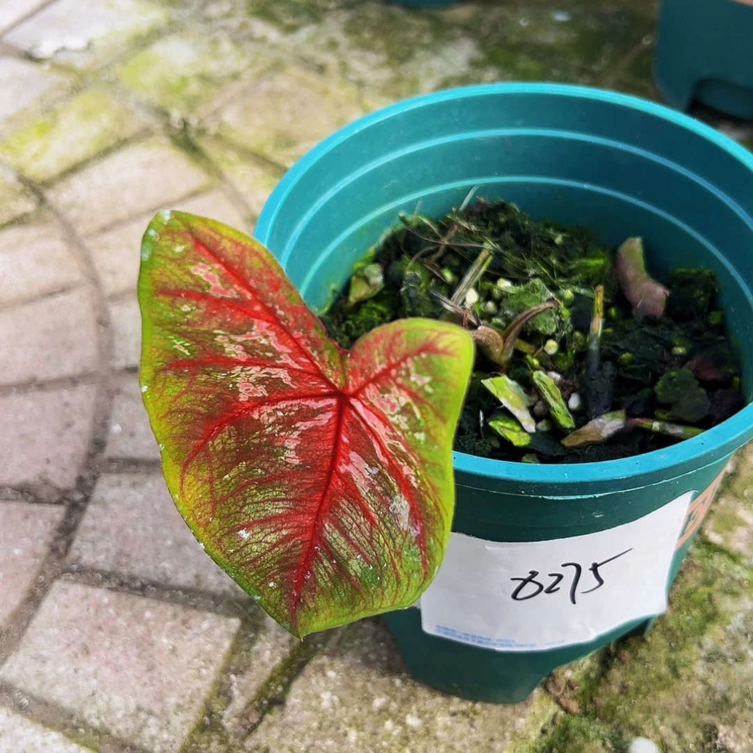 阳***天完全开放一物一拍8275