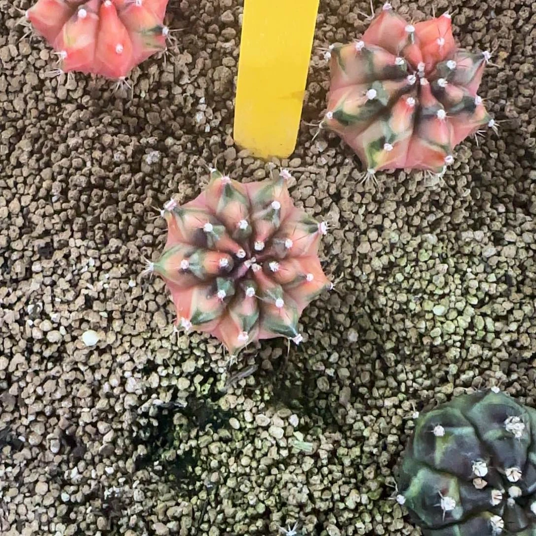 L724-0103泰国发货 npc