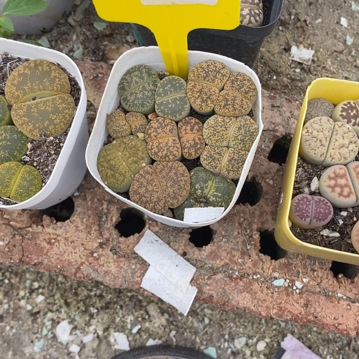 小***杨生石花的季节等植物10