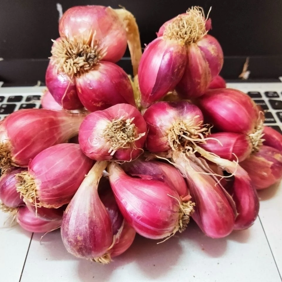 正宗红葱头香葱头干葱头火葱头种香新鲜小葱头广东农家自种小葱