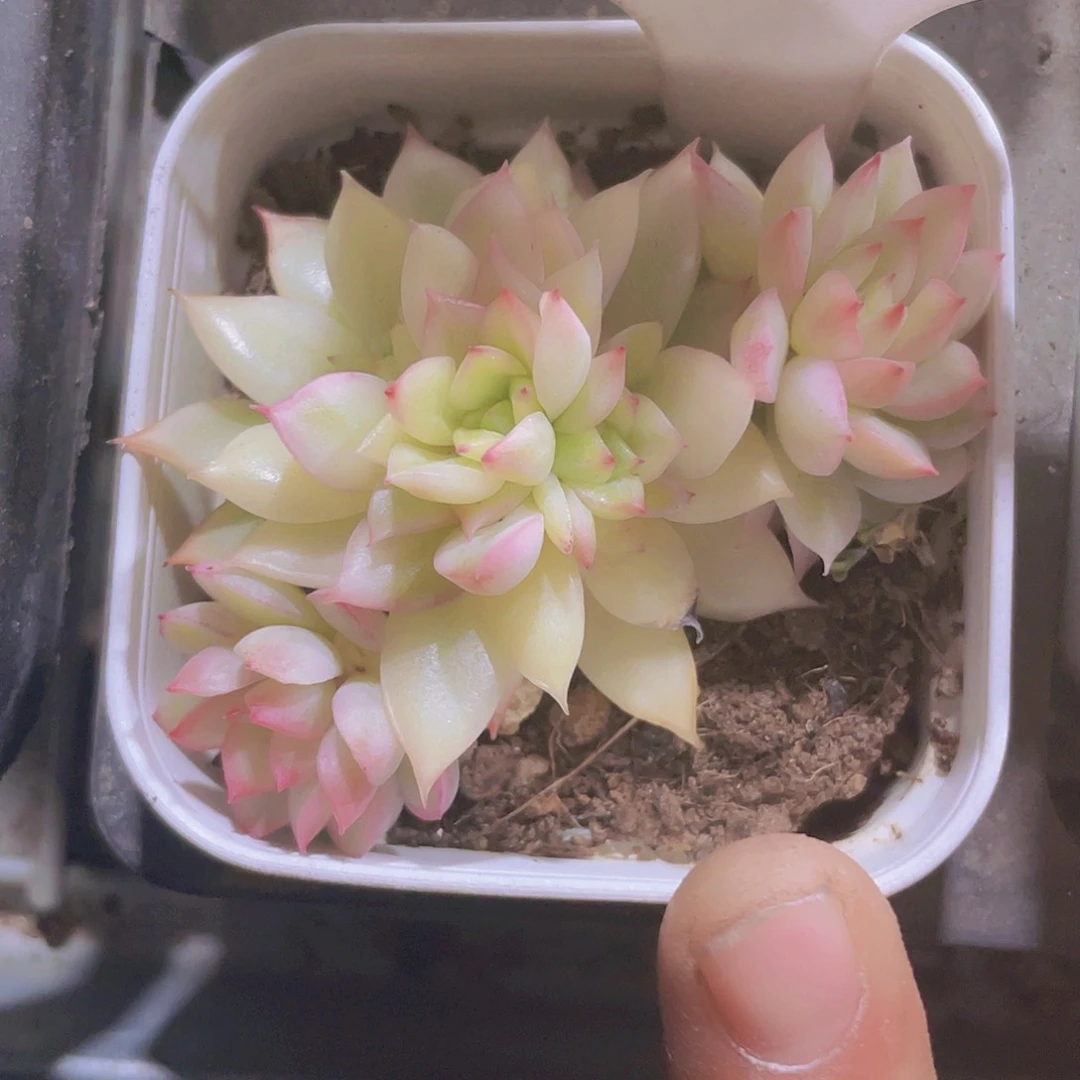 女雏锦a049一物一拍