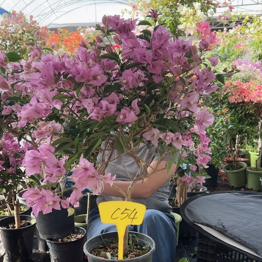 紫****大部分花苞少量开放C54赛佛里