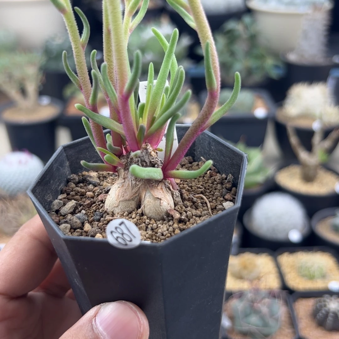 淡青霜黄花一物一拍687