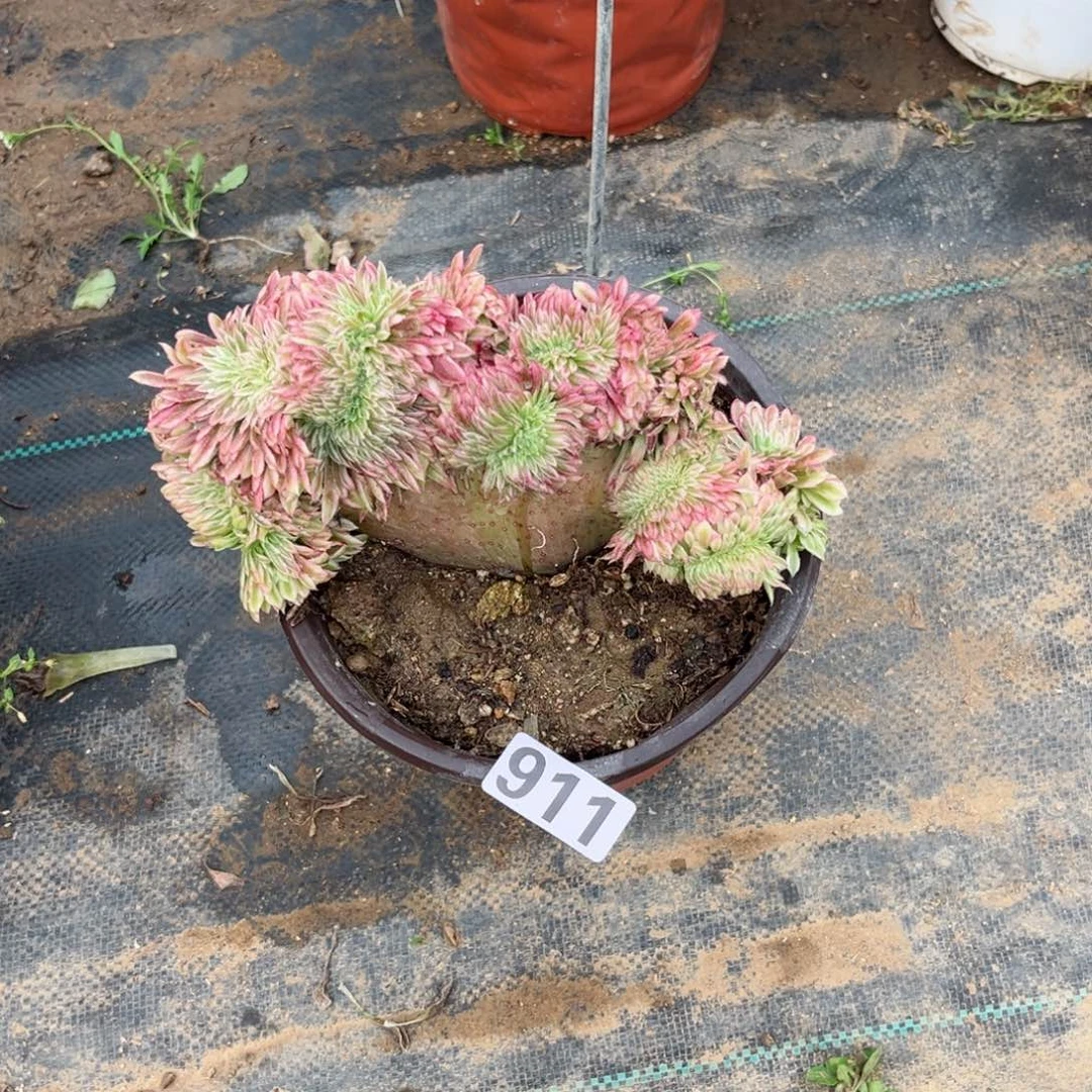 911金丝菊缀化多肉植物