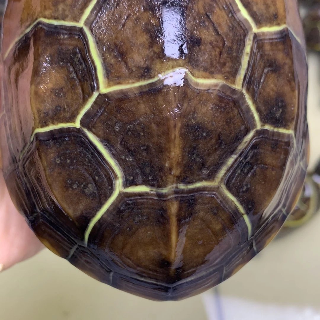 绿毛龟母中华草龟不分公母