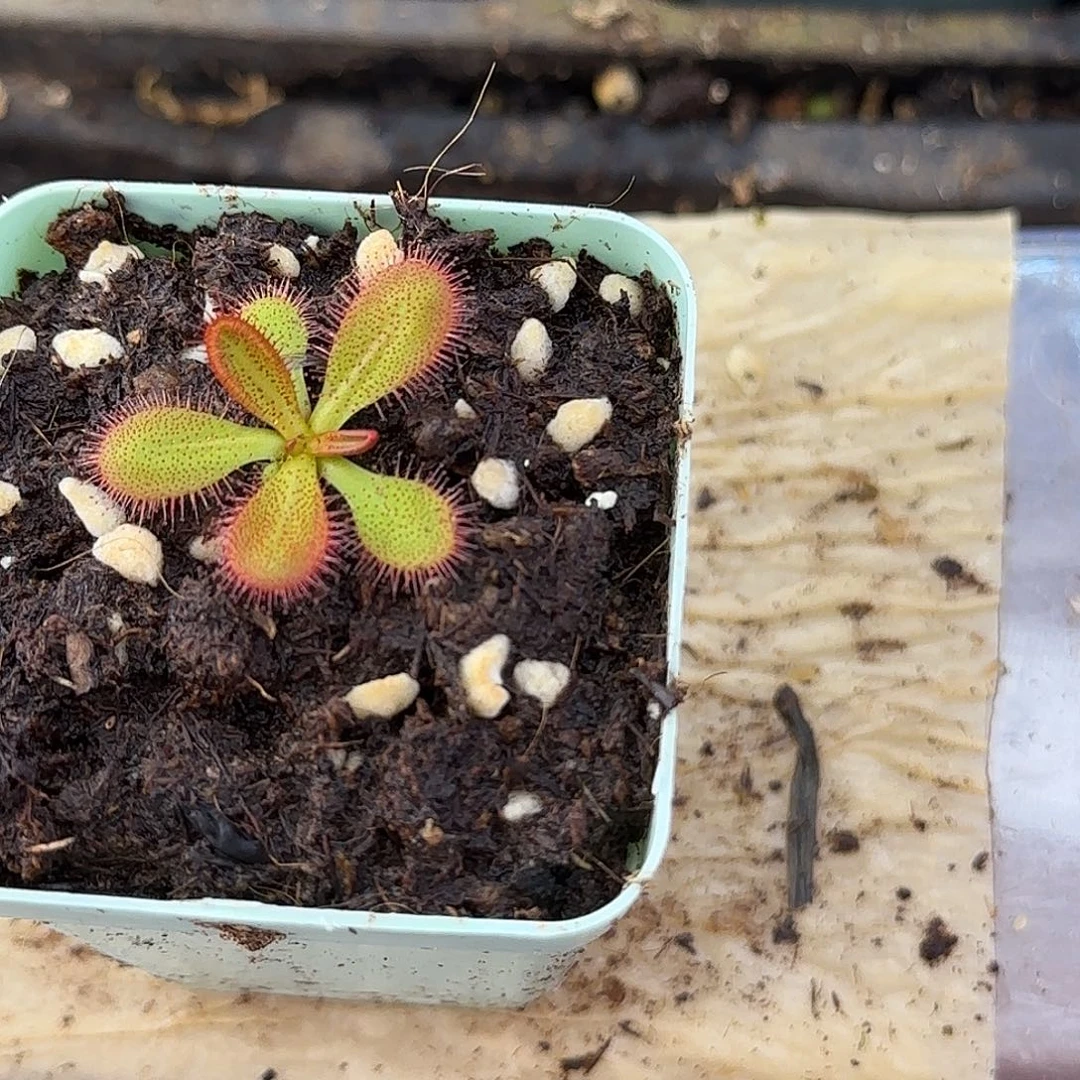 无花朵马格南茅膏菜