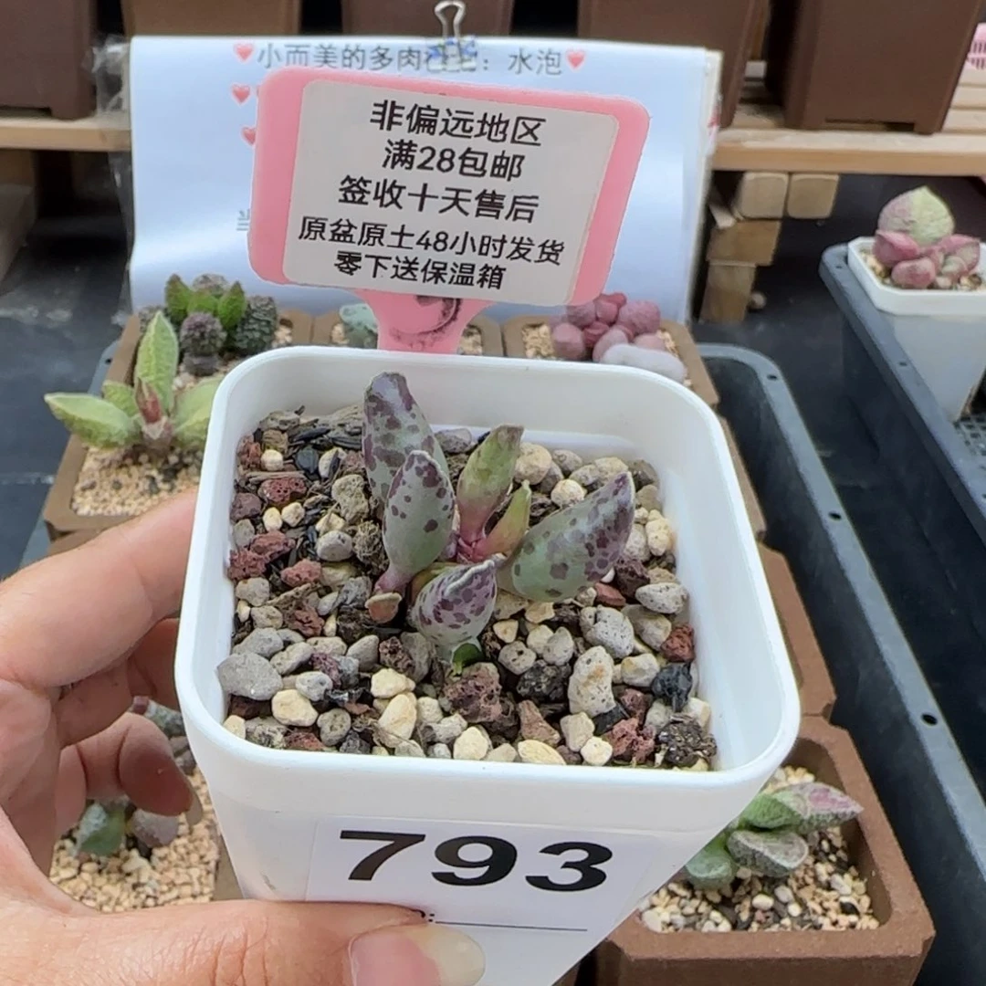 妙*佳793花豹多肉植物