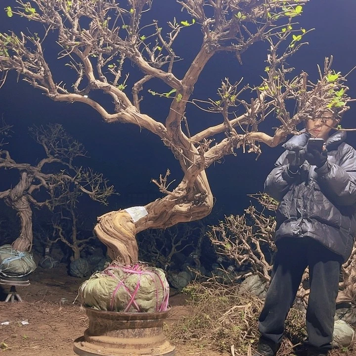 无花朵金银花老桩6666