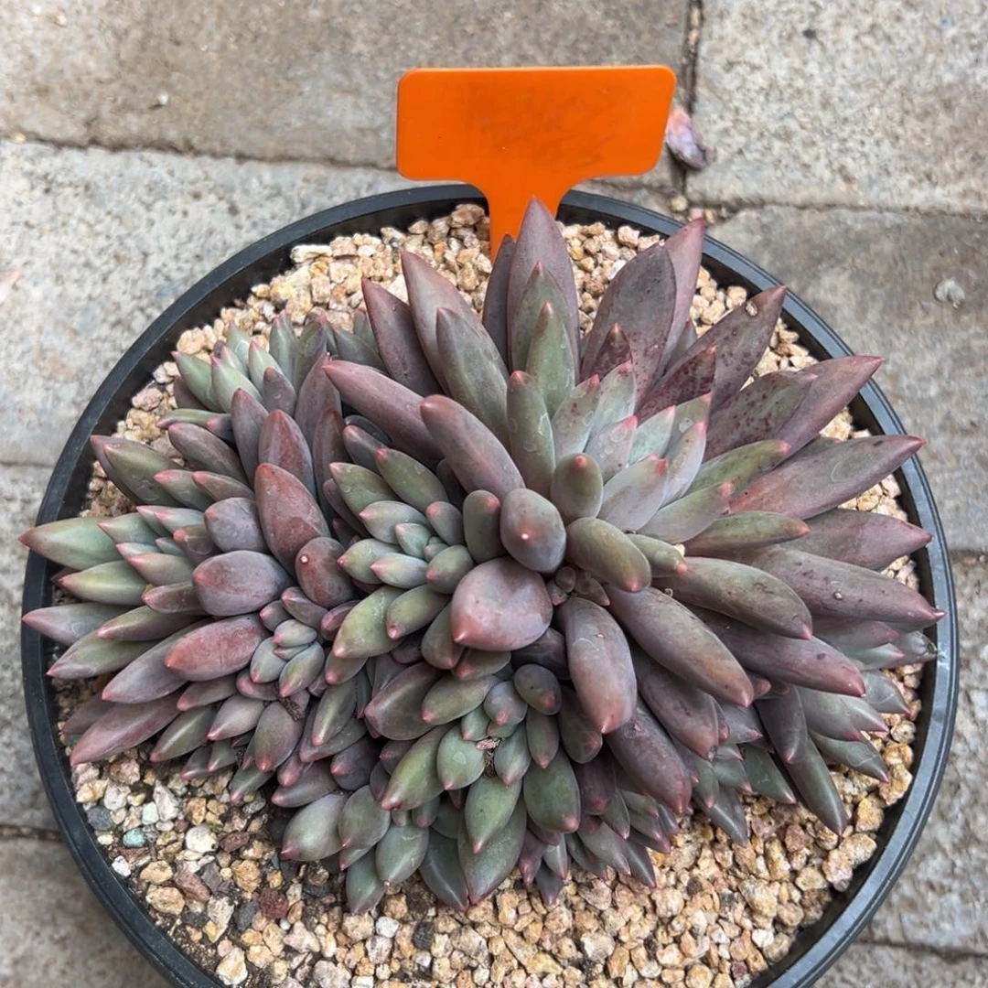 红蜻蜓11111111111111111