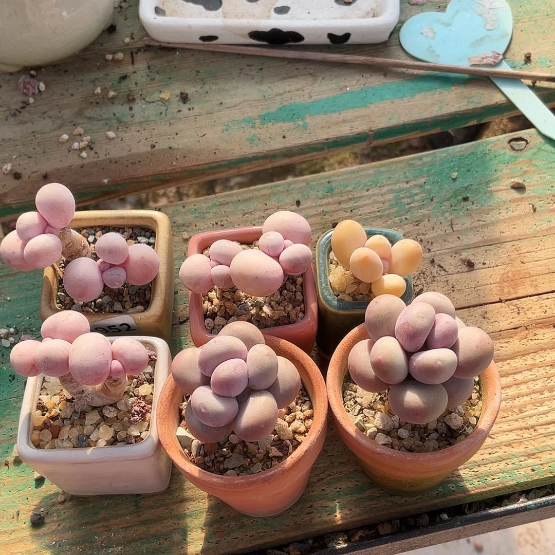 多肉植物的生长发育