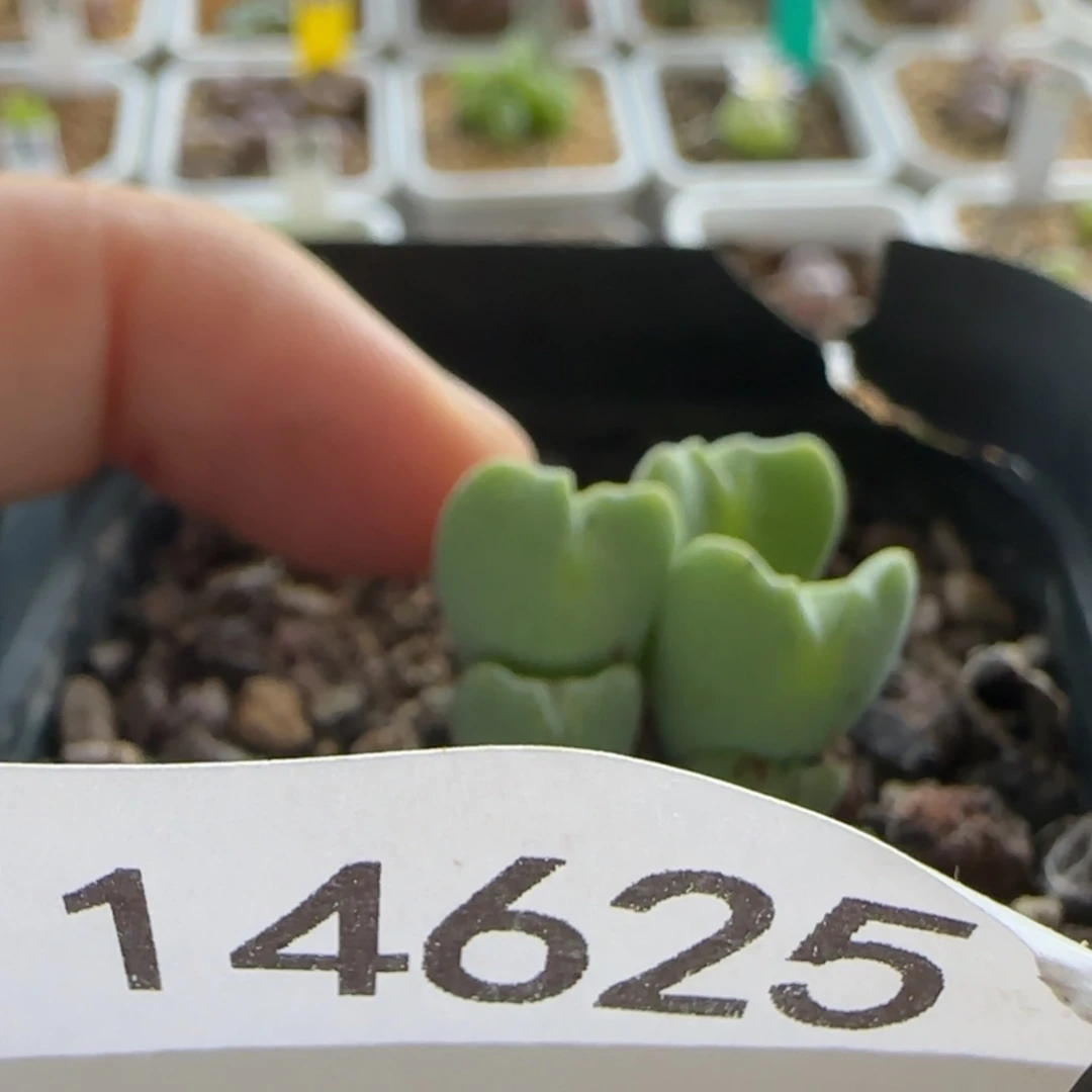 【闪购商品】不*14625