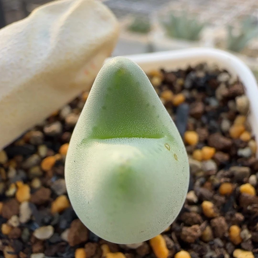 12-4-3-3当天满38包邮mini龙猫毛皮卡丘脱土