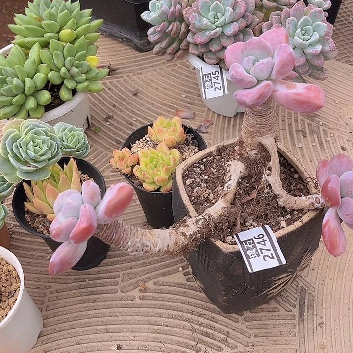 丸叶奥普2746多肉植物