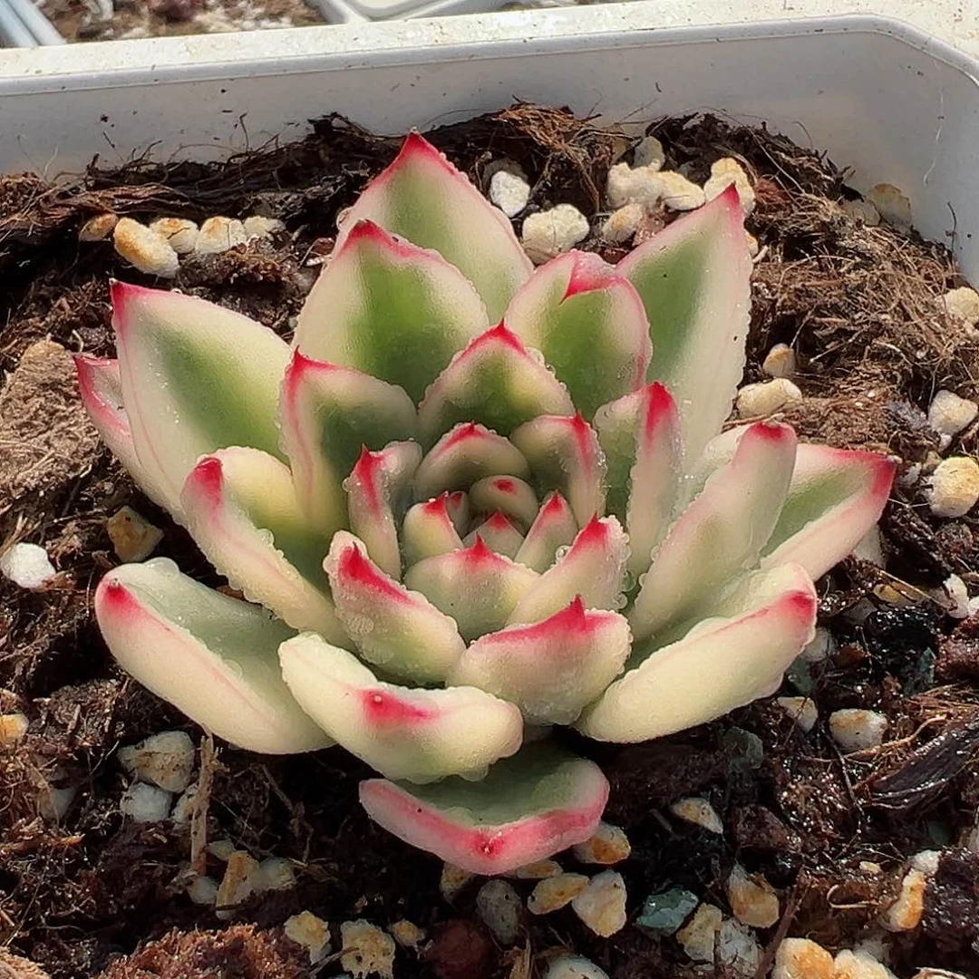 阿斯娜锦，覆轮锦