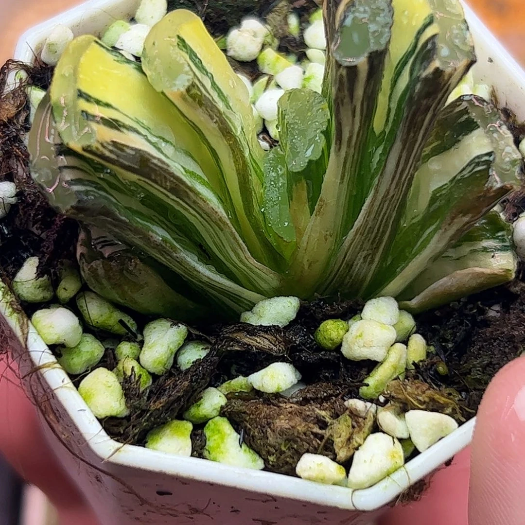 写乐实生锦十二卷多肉植物