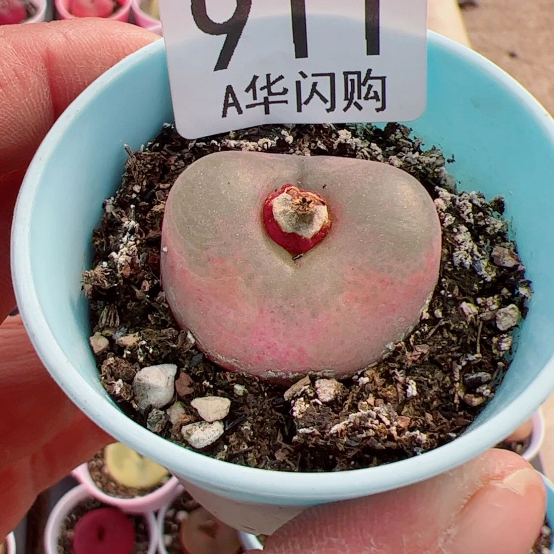 肉***宠我很喜欢这个A911