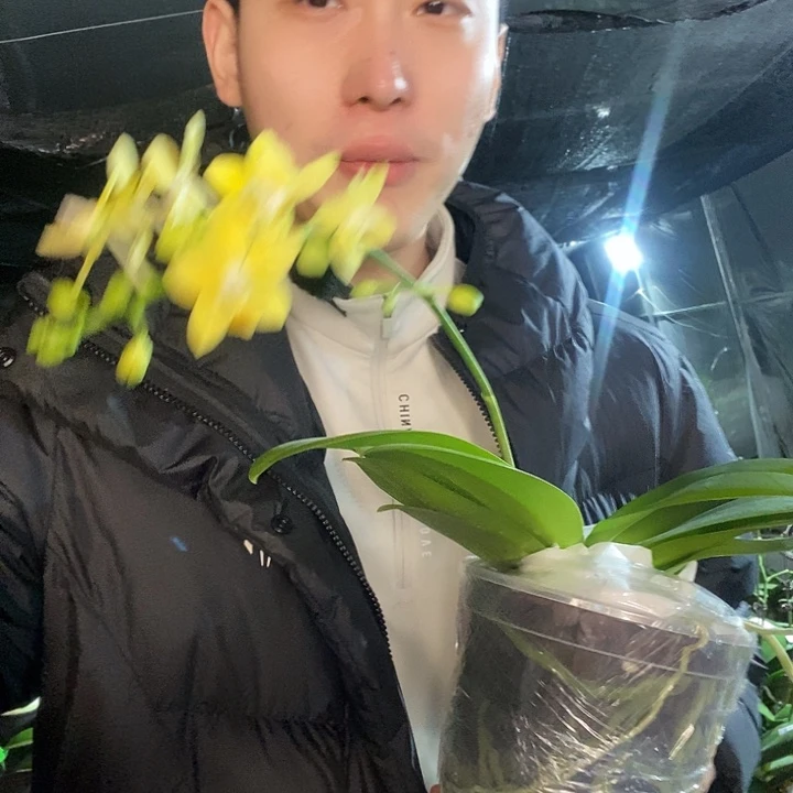 无花朵黄金梦蝴蝶兰