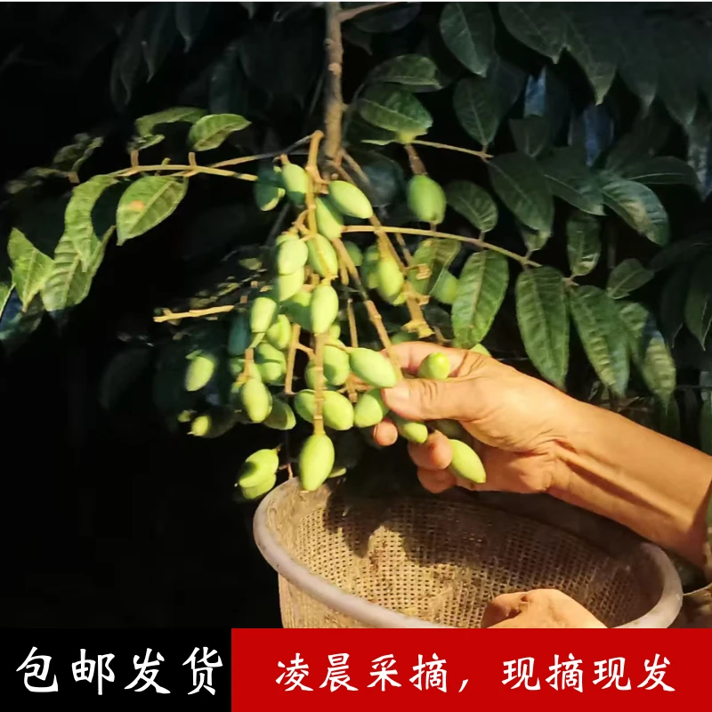 新鲜原味青橄榄煲汤泡酒孕妇可吃福建闽清橄榄