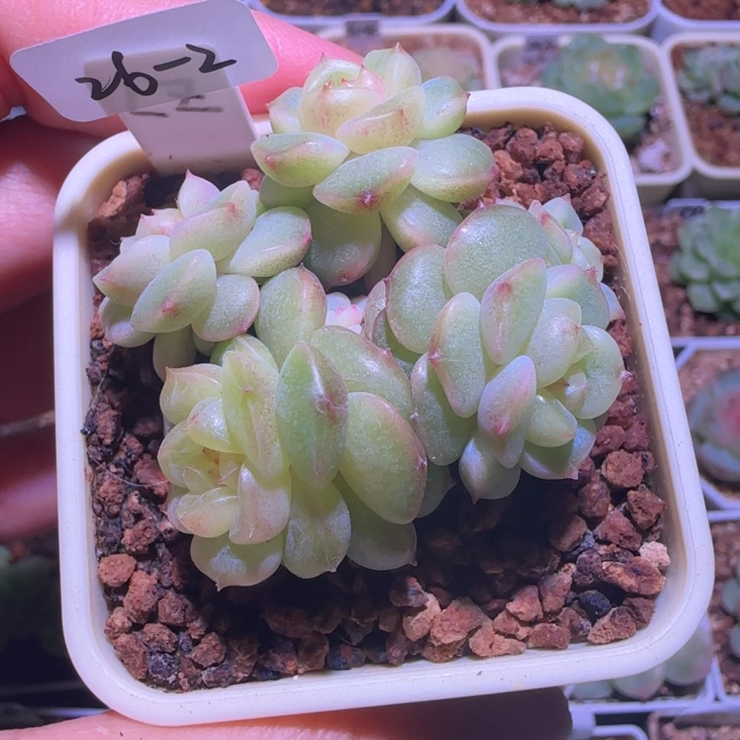 宝***石26-2福利甜心荔枝六头群生
