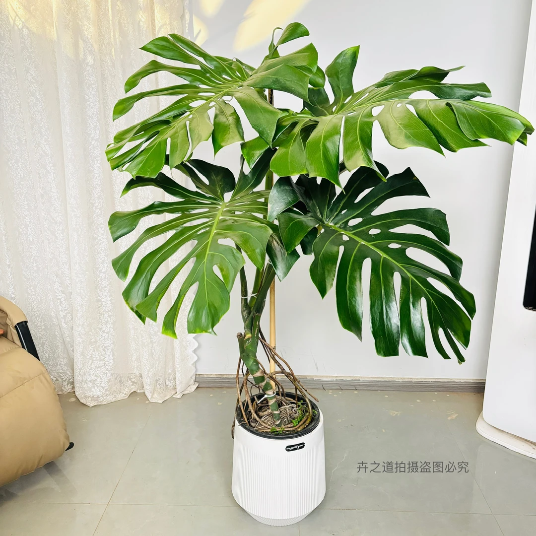 老桩龟背竹绿植盆栽网红绿植室内净化空气绿植