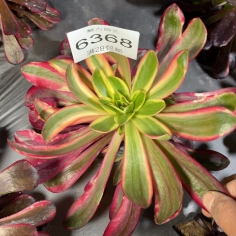 巫毒多肉多肉6368