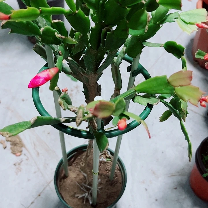 刘*妮叶仙嫁接蟹爪兰