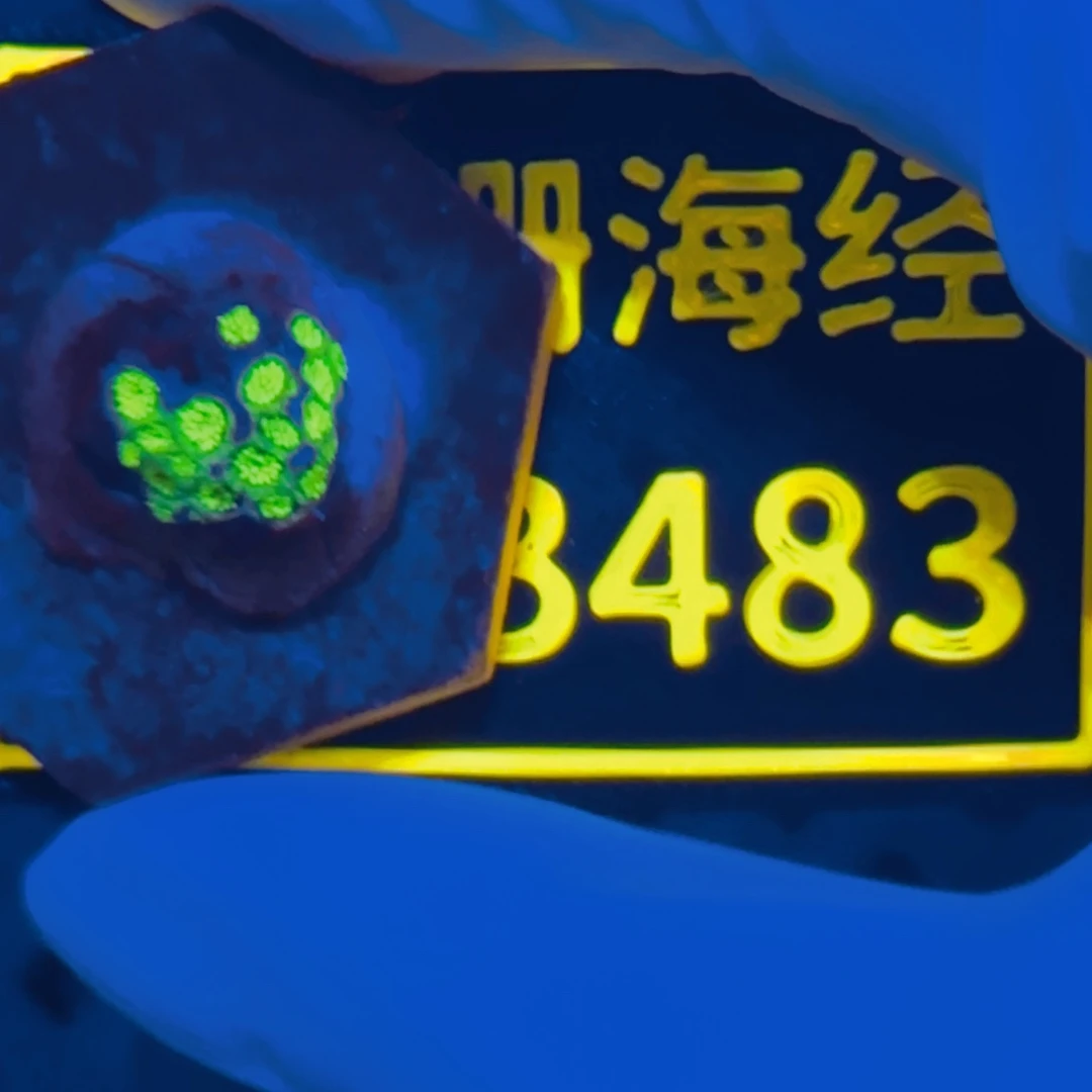 纽扣珊瑚明***肥又又不包邮澳彩B483