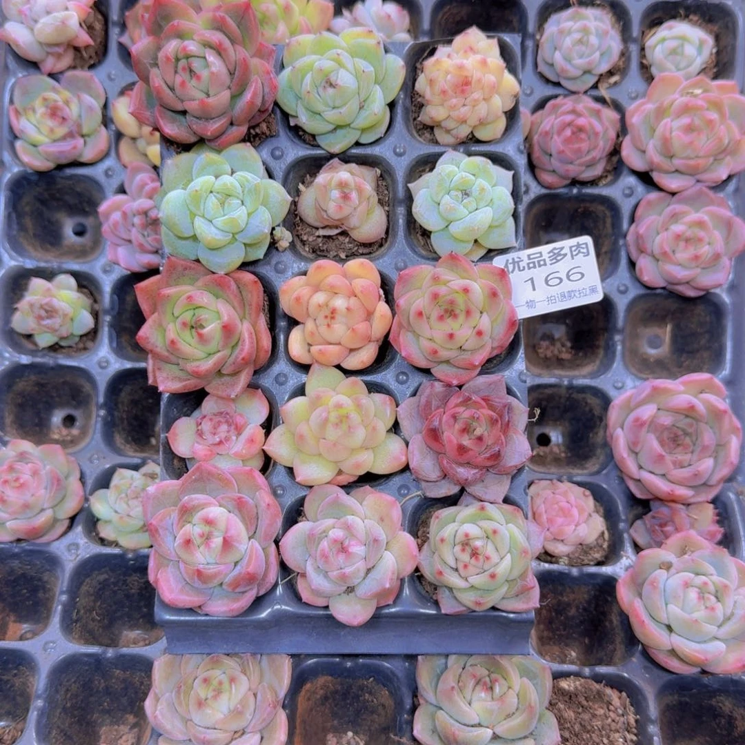 166多肉植物一物一拍链接