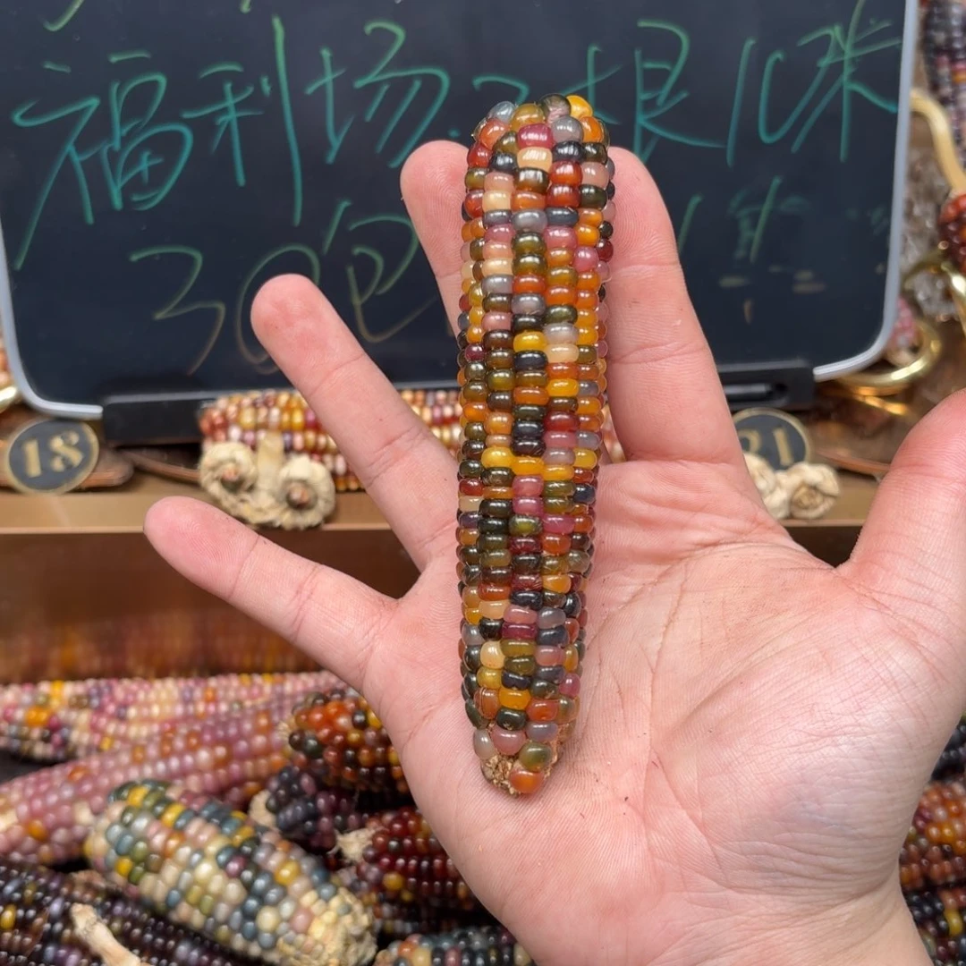 柏香籽/百香籽吊坠遗*