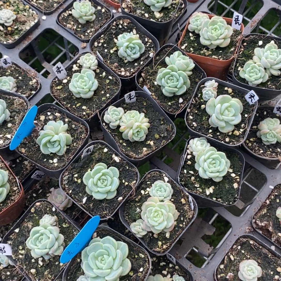 上盆甜心中秃子一个