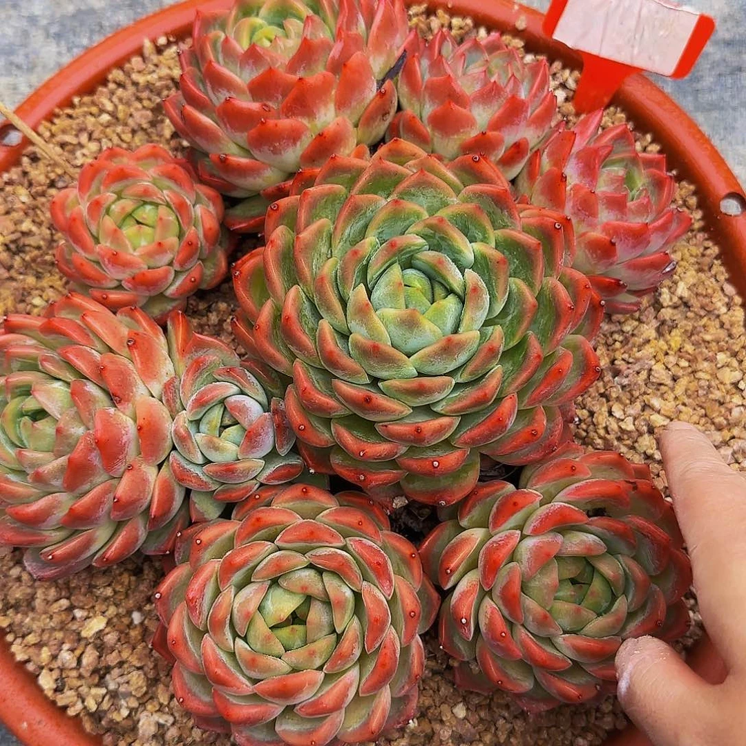 T***.啊啊啦啦啦啦啦啦啦ooloooooooa