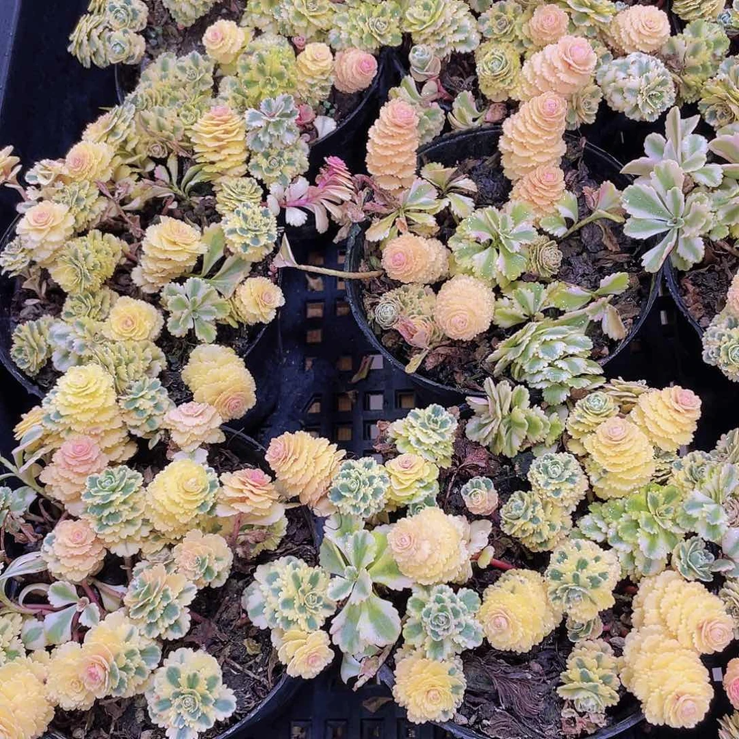 量拍77号 亚特兰蒂斯锦一盆