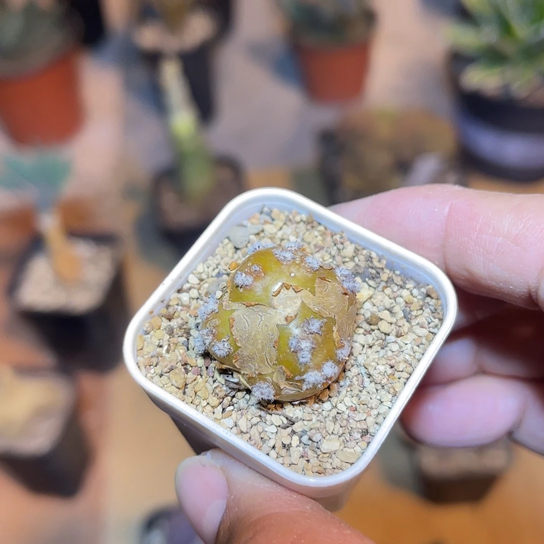 实生格加厚敦菊一物一拍