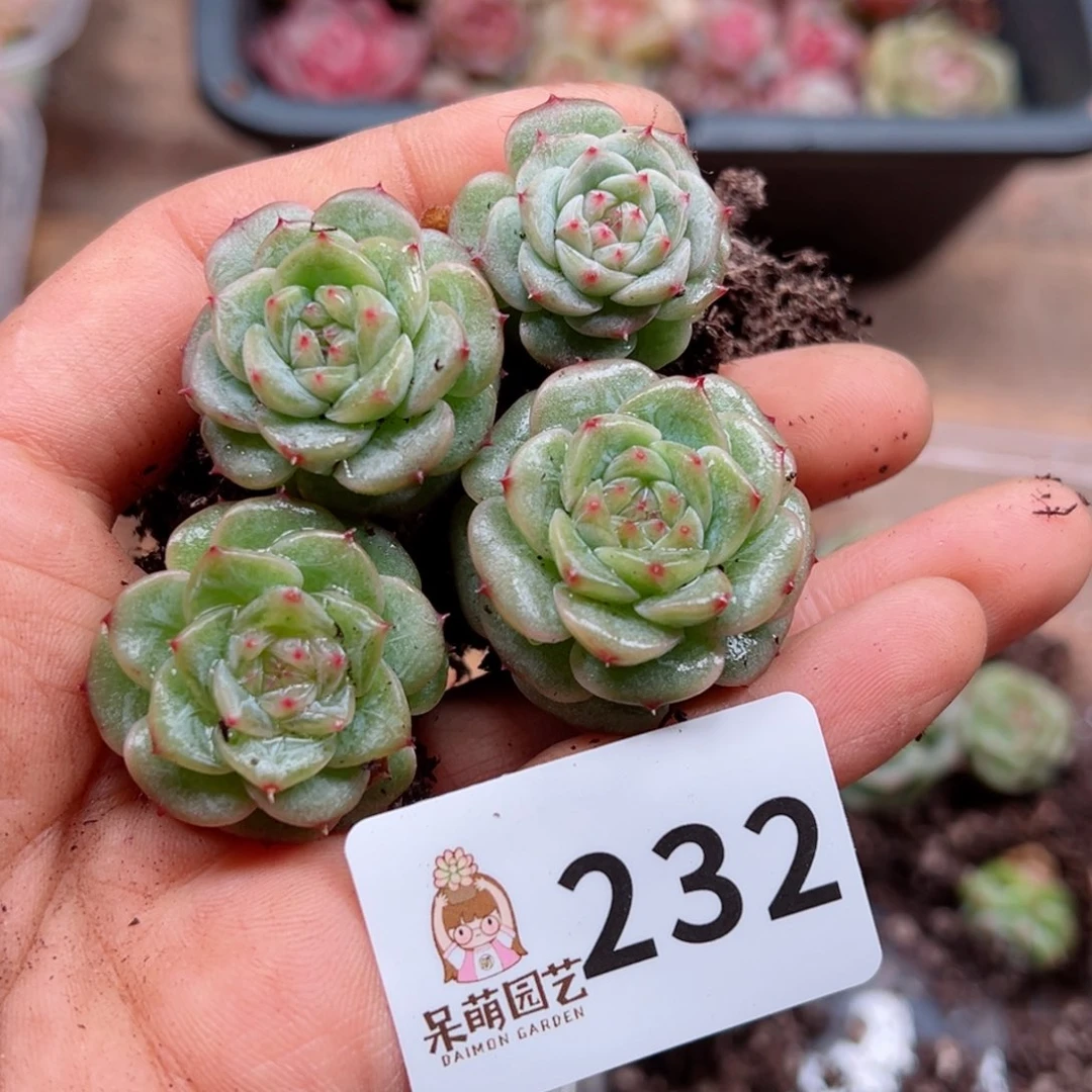 多肉植物多肉植物