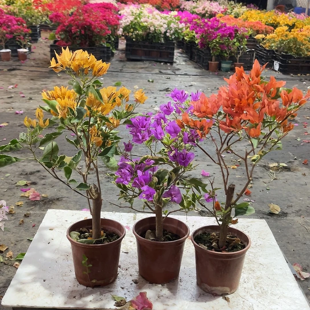 大部分花苞少量开放黄碟，银边浅紫，橙碟