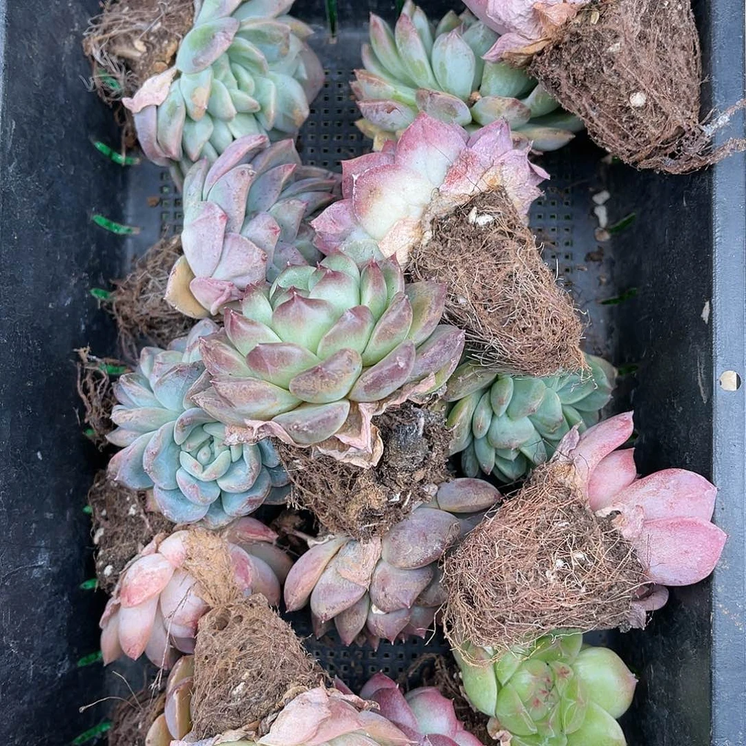 精品多肉一物一拍20-206