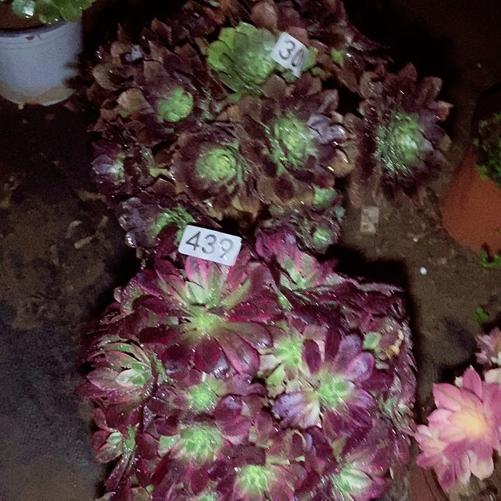 黑美人 安娜朵朵无主头特价不包断439