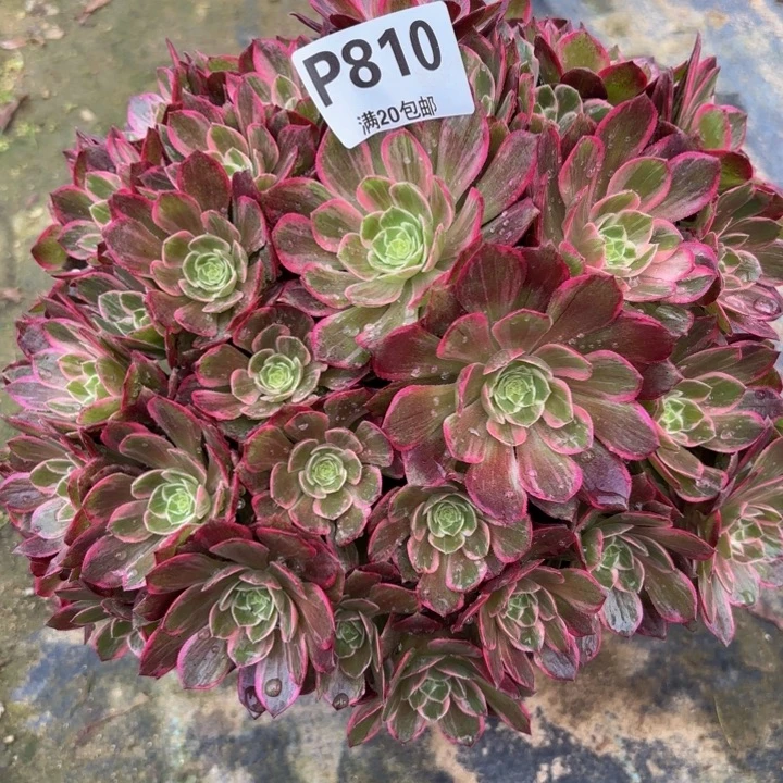 瑞妈多肉植物，810万花筒