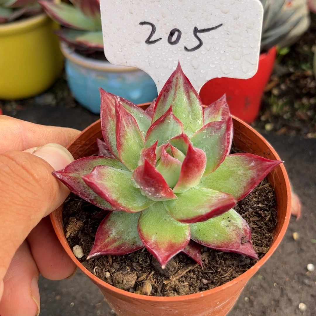 惊鸿仙子多肉植物205
