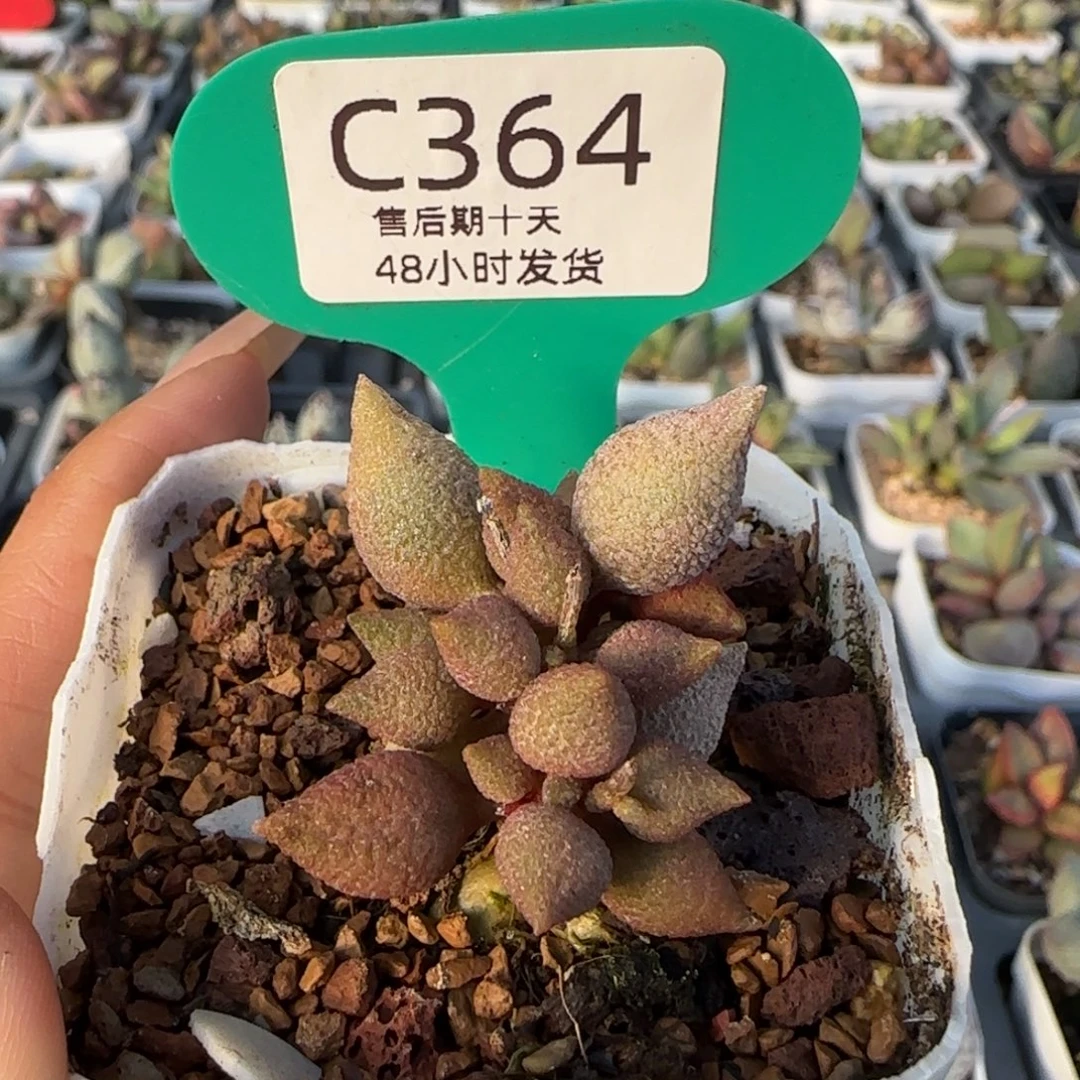 小辣椒。    364。