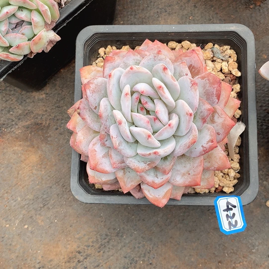 422橙子 一物一拍多肉