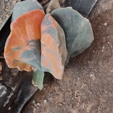 797嫁接的无根无根仙人球