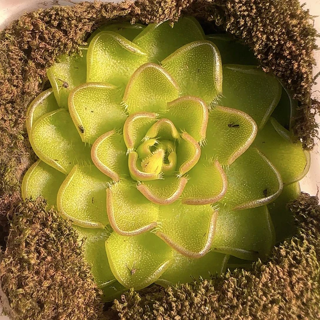 多肉1125-230近藤捕虫堇