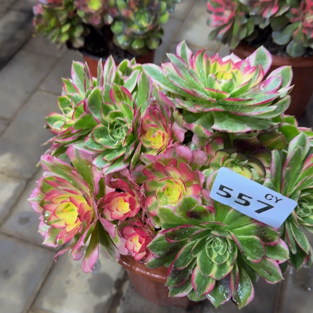 岁***好多肉植物557粉体海王